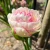 Tulipan Double Shake