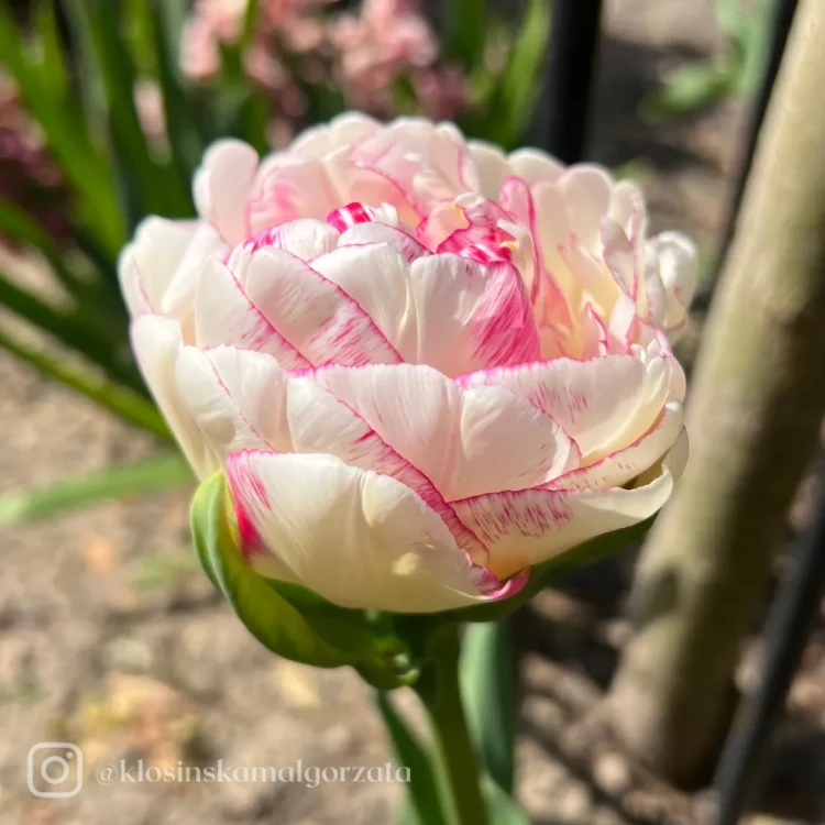 Tulipan Double Shake