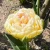 Tulipan Double Shake