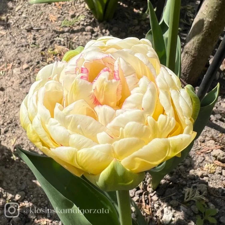 Tulipan Double Shake