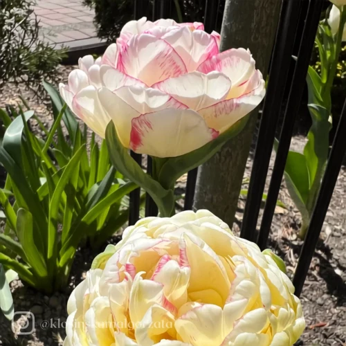 Tulipan Double Shake