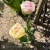 Tulipan Double Shake