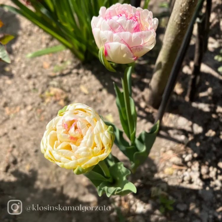 Tulipan Double Shake