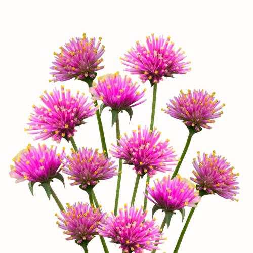 Gomfrena pulchella Fireworks - wiecznik kulisty.png