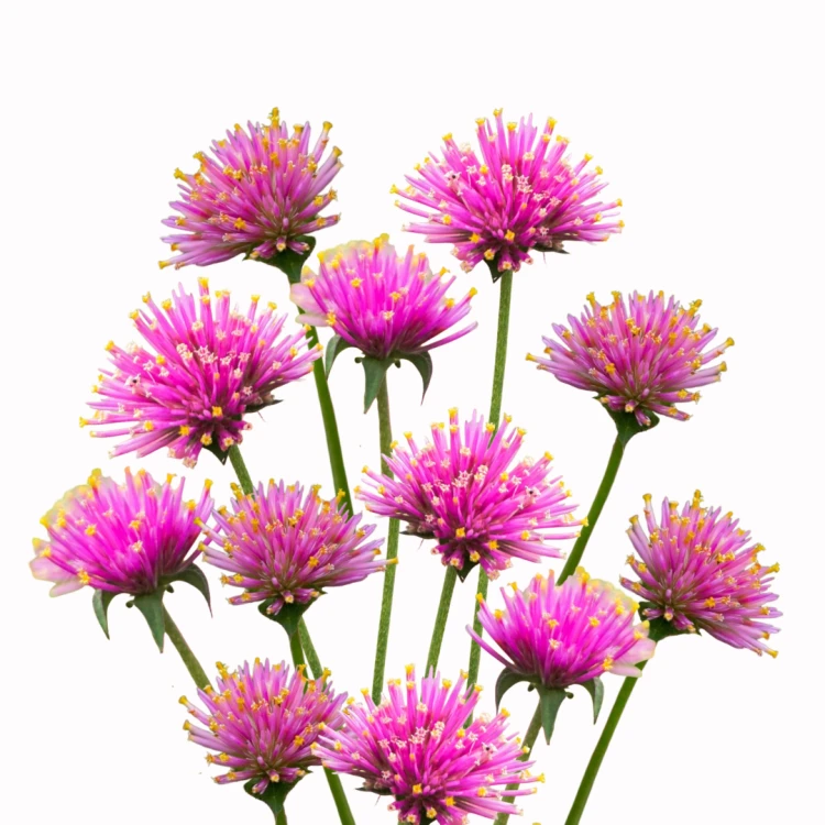 Gomfrena pulchella Fireworks - wiecznik kulisty.png