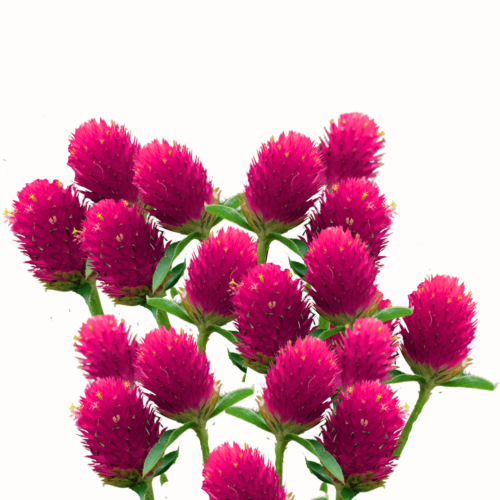 Gomfrena kulista - QIS Carmine.png