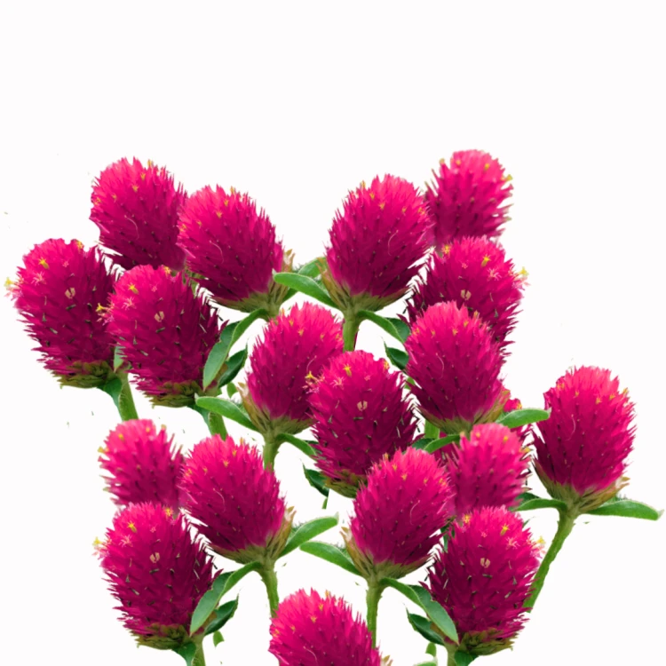 Gomfrena kulista - QIS Carmine.png