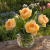 Tulipan Charming Lady.png