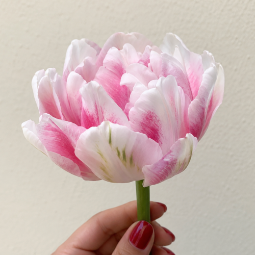Tulipan Finola