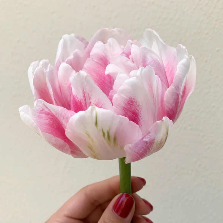 Tulipan Finola