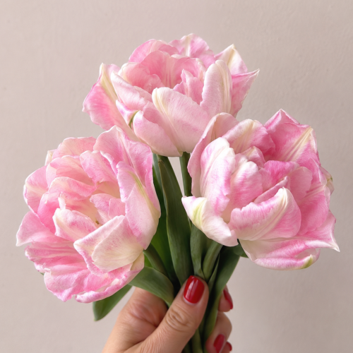 Tulipan Foxtrot