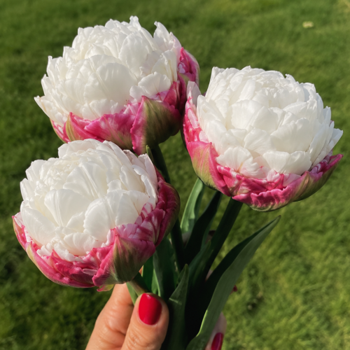 Tulipan Ice Cream  (2).png