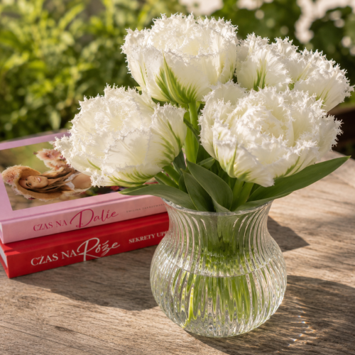 Tulipan Snow Crystal