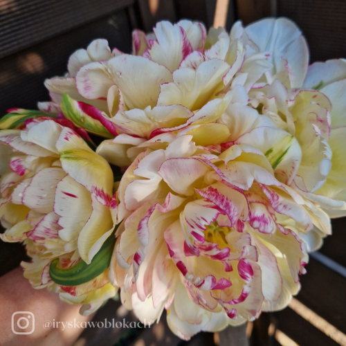 Tulipan Double Shake
