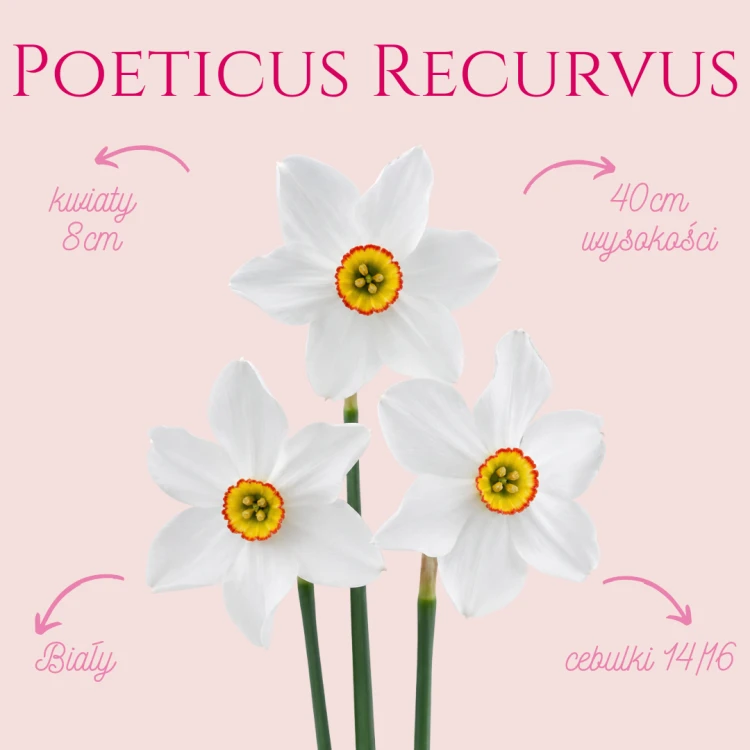 Poeticus Recurvus