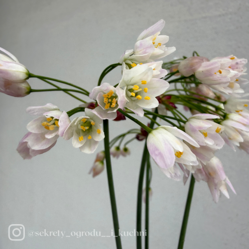 Czosnek Roseum