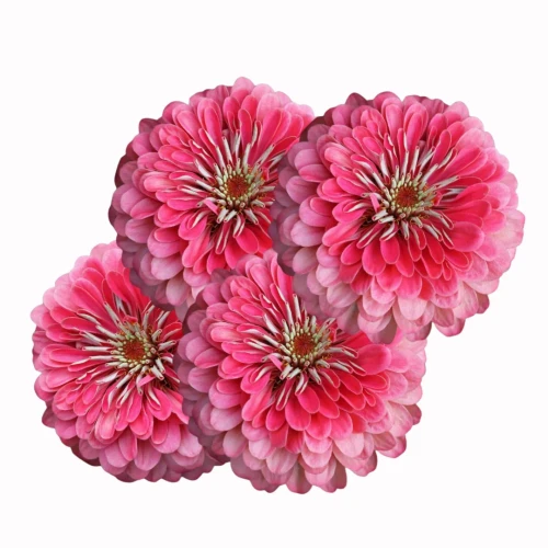 cynia różowa jednoroczna nasiona