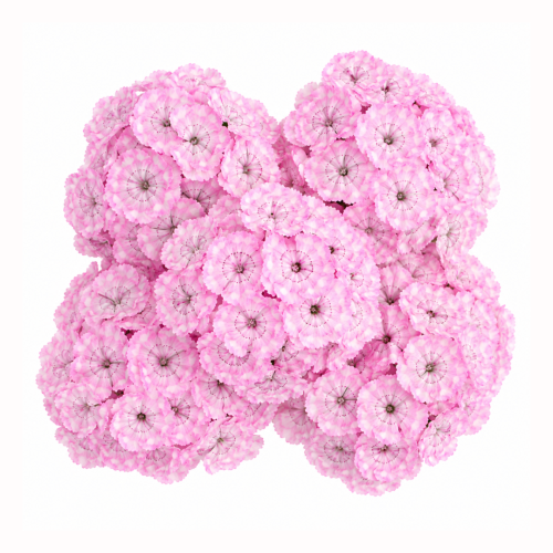 Goździk brodaty - Early Flora Pearl Appleblossom