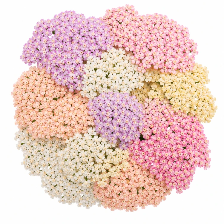 Krwawnik pospolity F2 Summer Pastels