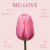 Big Love tulipan