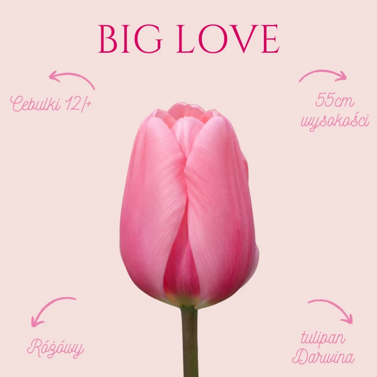 Big Love tulipan