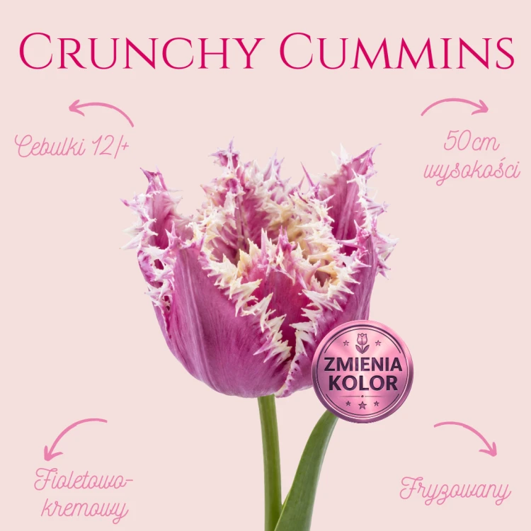Crunchy Cummins