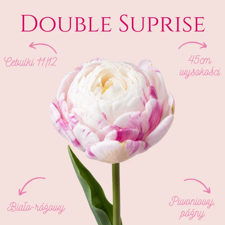 Double Suprise