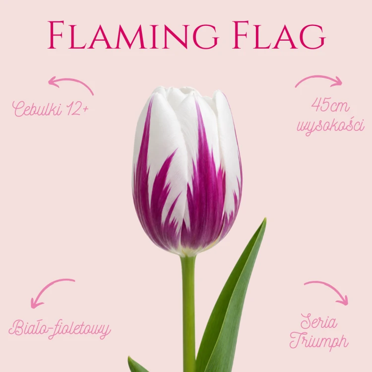 Flaming Flag