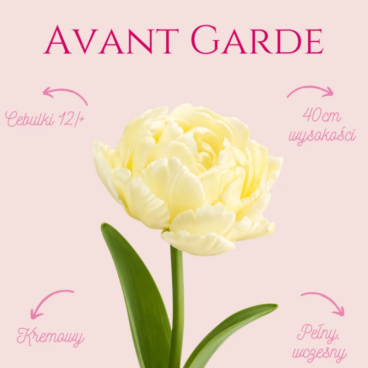 Avant Garde