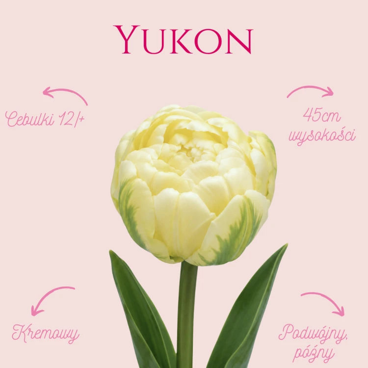 Yukon