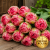 Renown Unique  (1).png