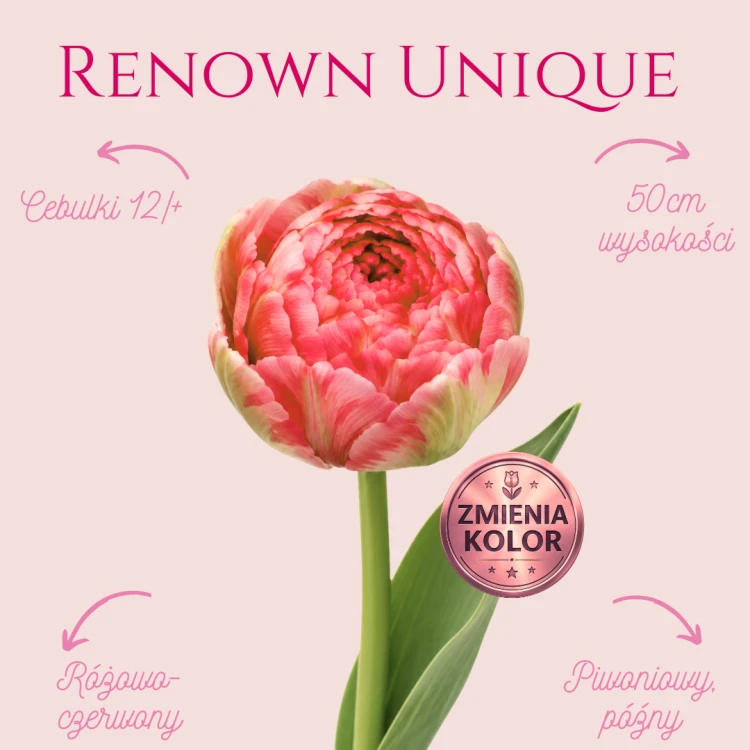 Renown Unique .png