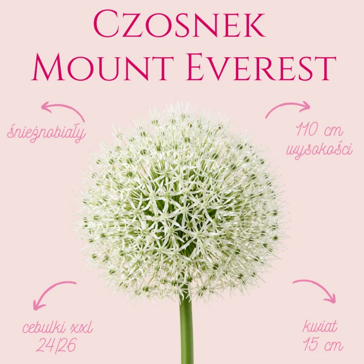 Czosnek Mount Everest