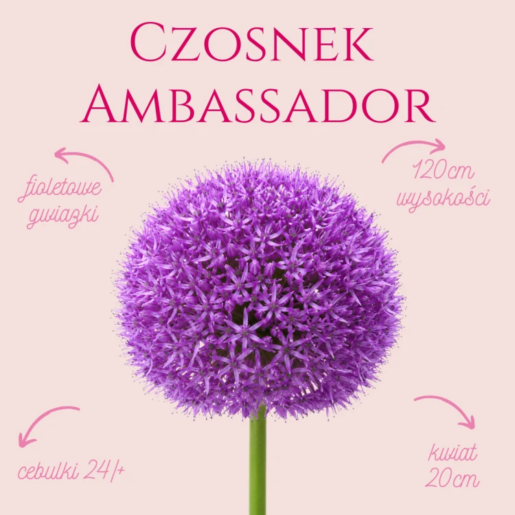 Czosnek Ambassador