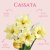 Narcyz Cassata