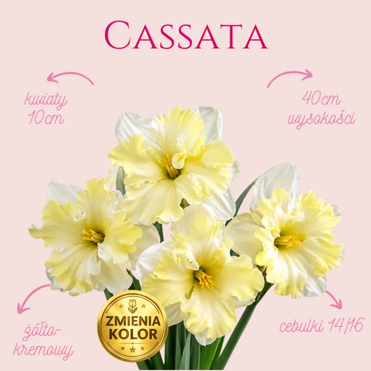 Narcyz Cassata