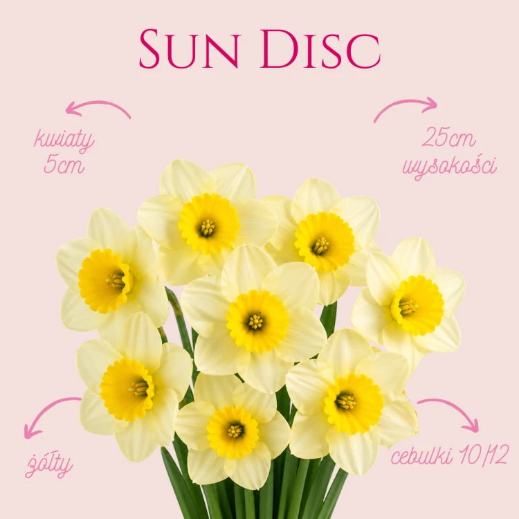 Narcyz Sun Disc