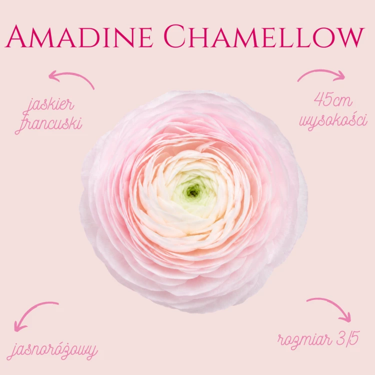 Jaskier Amadine Chamellow