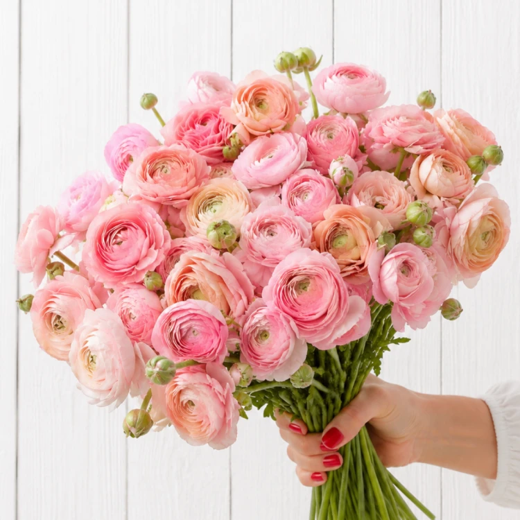 Jaskier Amandine Pastel Pink