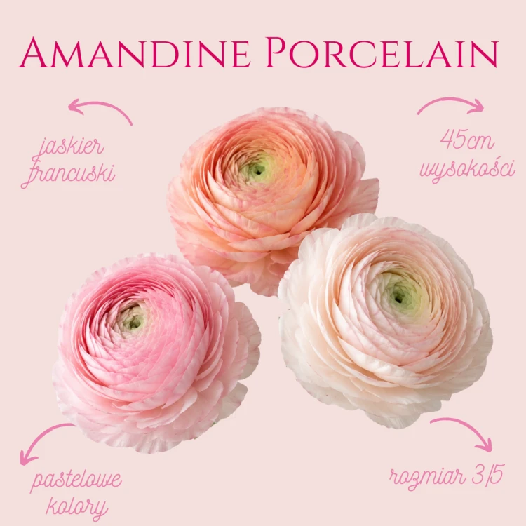 Jaskier Amandine Porcelain