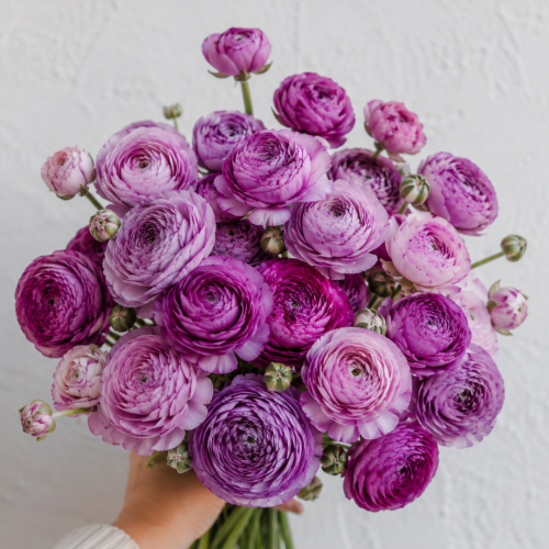 Jaskier Amadine Purple Jean