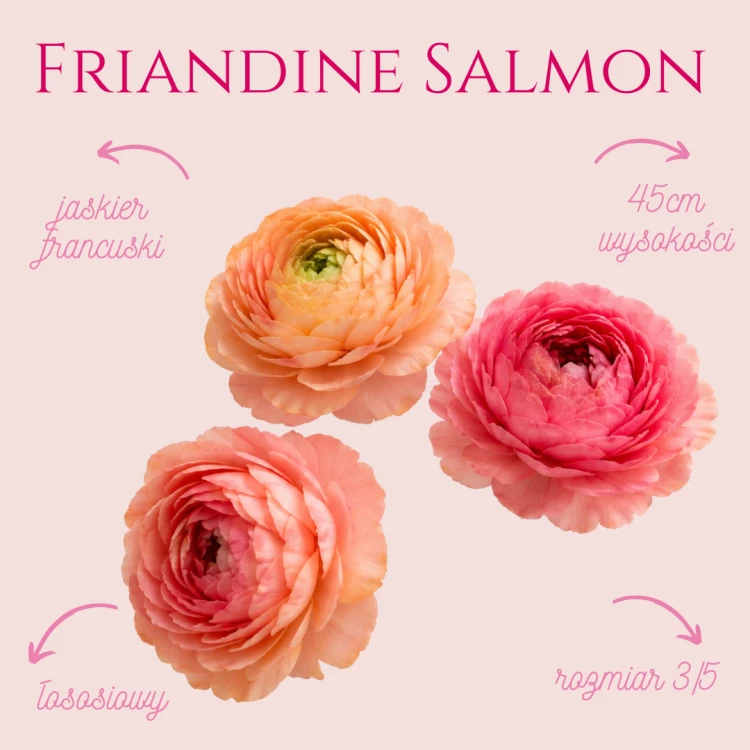 Jaskier Friandine Salmon