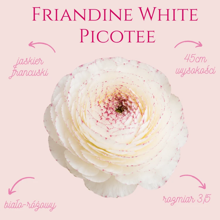 Jaskier Friandine White Picotee