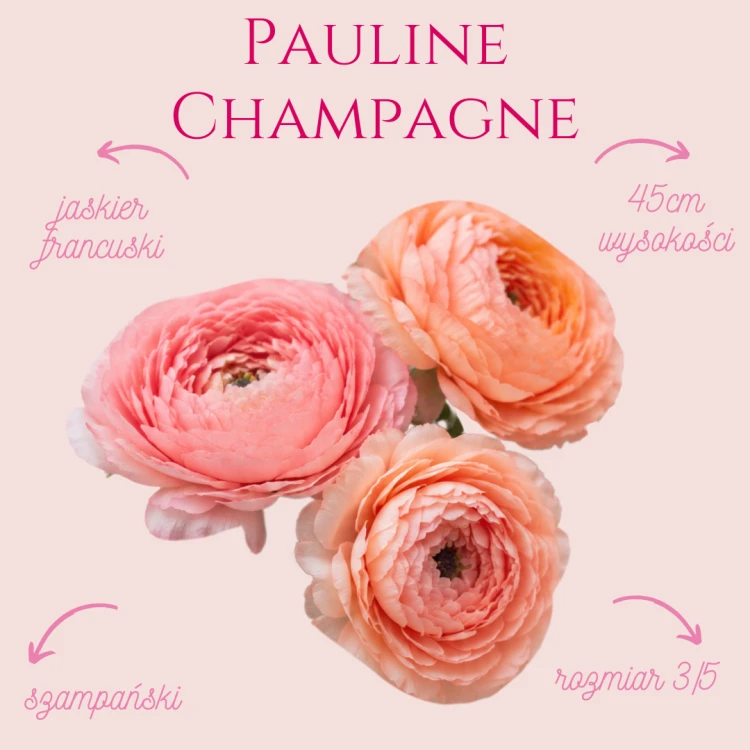Jaskier Pauline Champagne
