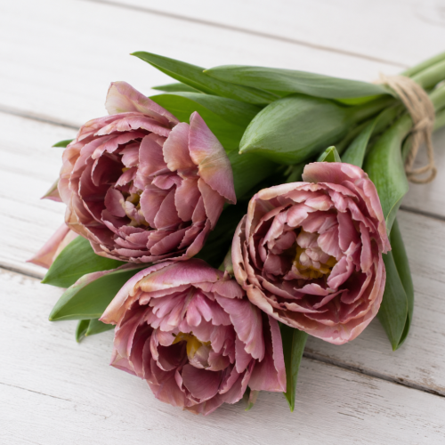 Tulipan - Beachberry