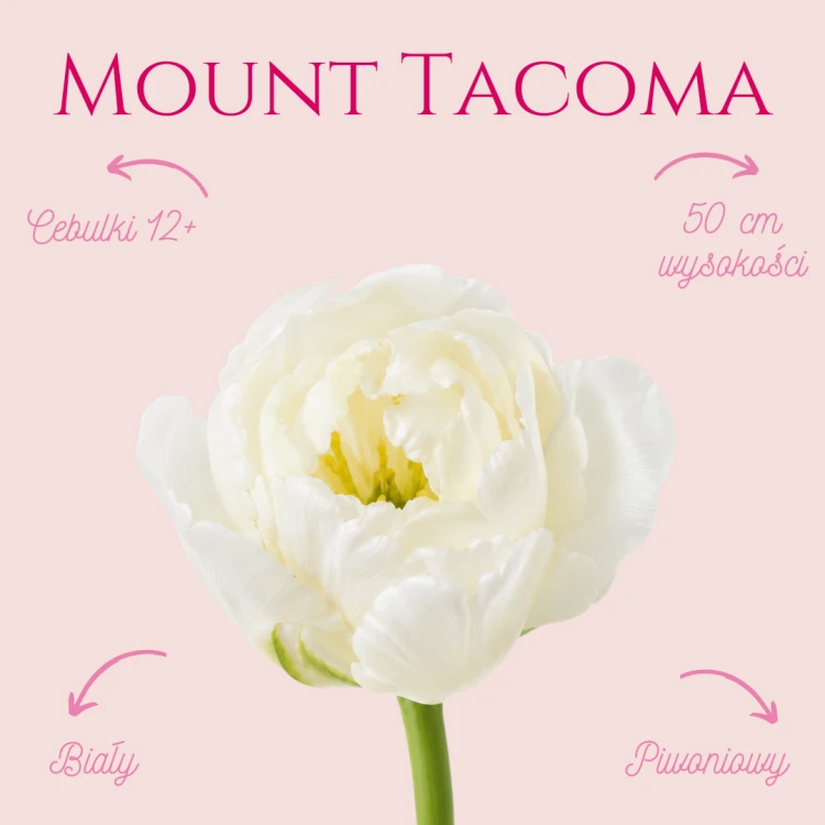 Mount Tacoma