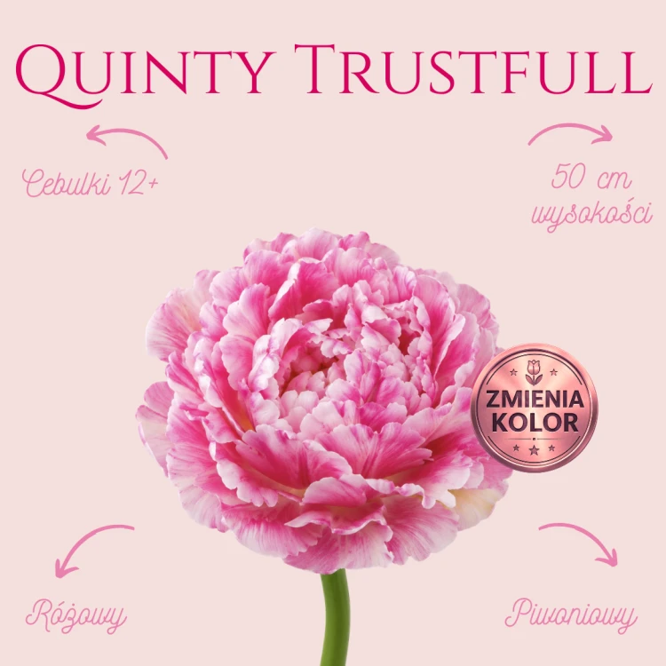 Quinty Trustfull