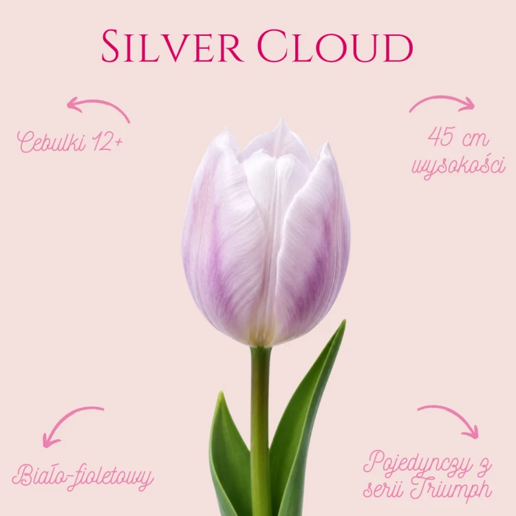 Silver Cloud