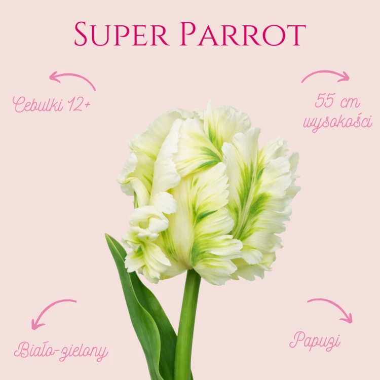 Super Parrot