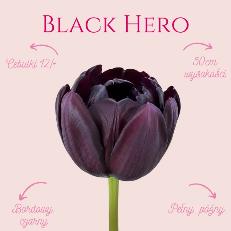 Black Hero